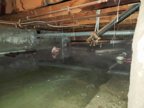 Best Sewage cleanup and water damage restoration  in New Market, MD